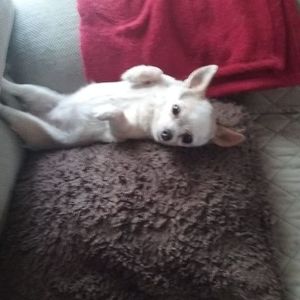 Meet your Posher, Lavere